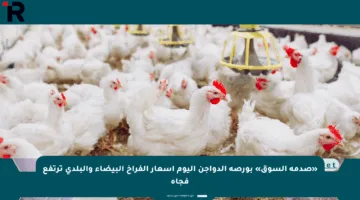 «صدمة السوق» بورصة الدواجن اليوم أسعار الفراخ البيضاء والبلدي ترتفع فجأة